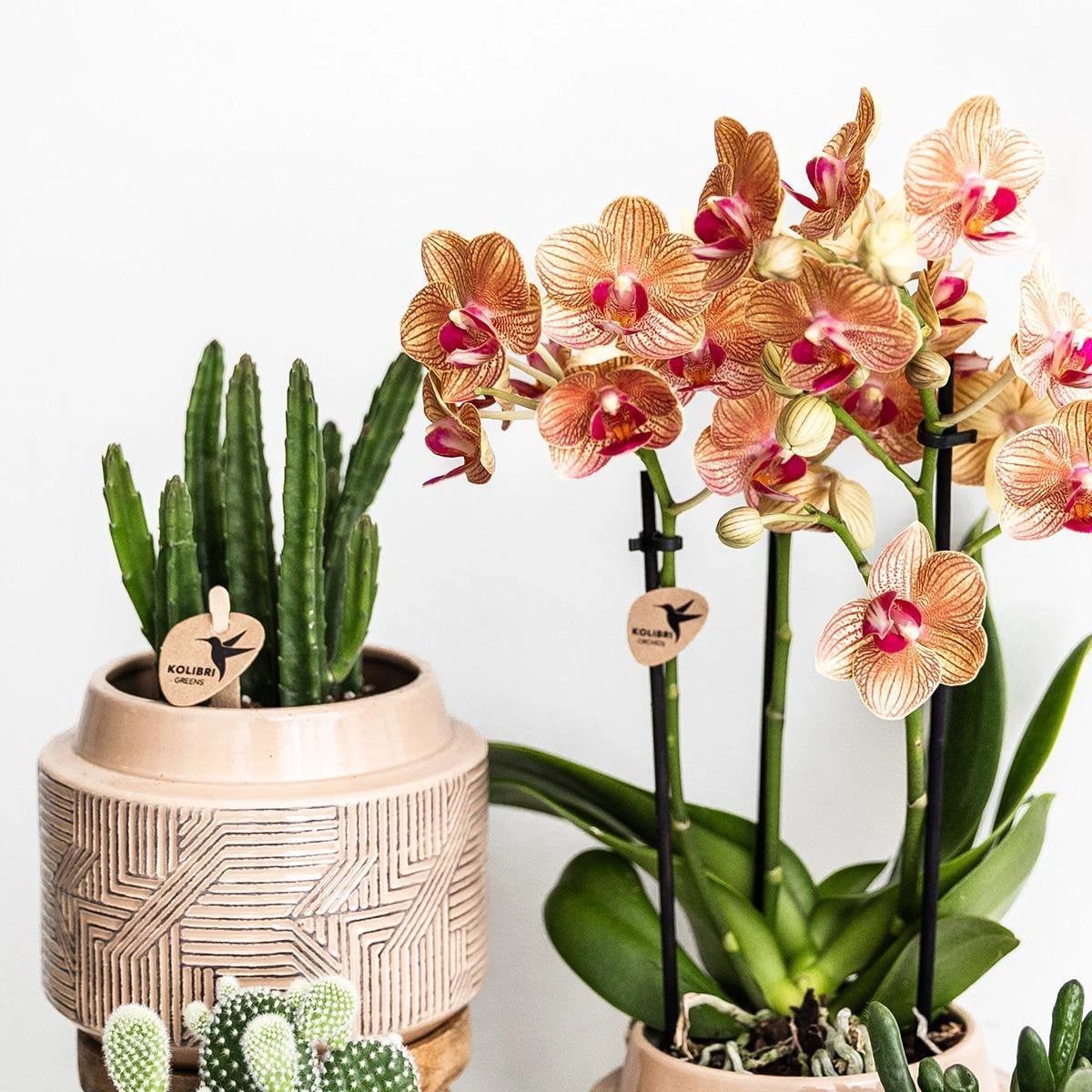 Kolibri Greens | Green Plant - Stapelia - Green houseplant - Fresh of the grower - Ø9cm by Kolibri Company