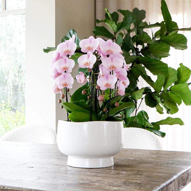 Hummingbird Orchids | white plant set in Scandic dish incl. water reservoir | three white orchids and three green plants | Field Bouquet white with self-sufficient water reservoir. by Kolibri Company