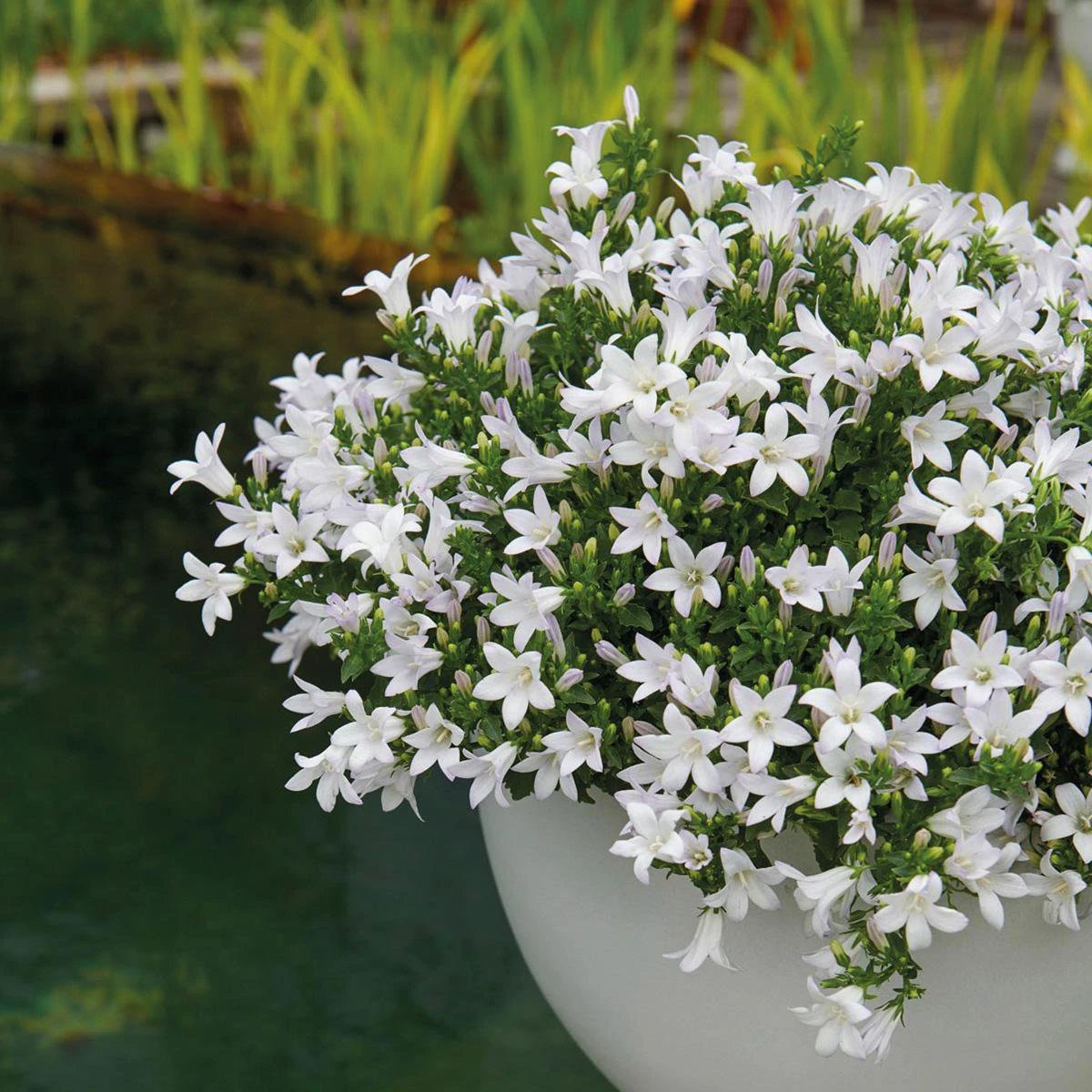 Campanula Addenda – Glockenblume weiß, Topfgröße 12 cm – 2 m2 Bodendecker – 12 Stück – Ambella weiß – Gartenpflanzen – winterhart von Kolibri Company