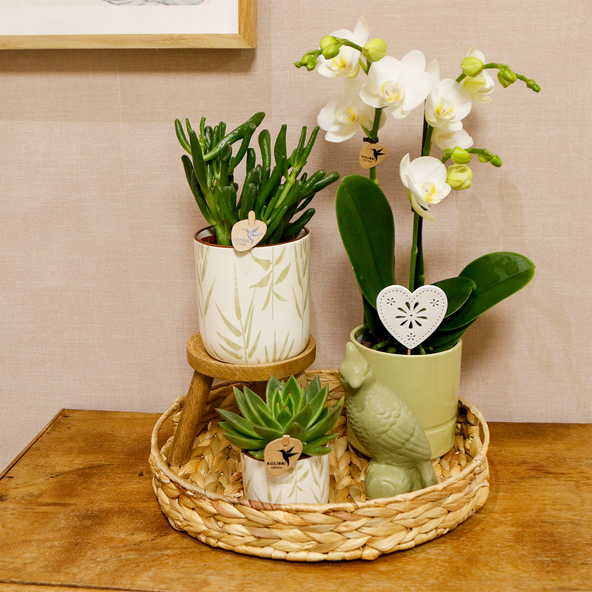 Hummingbird Company | Gift set Love white| Plant set with white Phalaenopsis Orchid and Succulents incl. ceramic decorative pots by Kolibri Company