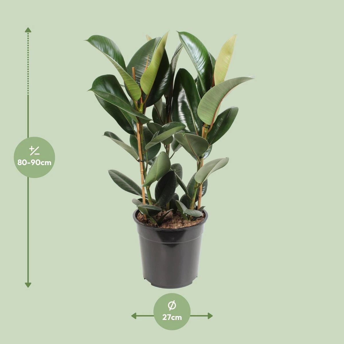 Ficus Elastica Robusta - Ø27cm - ↕85cm by MEERgroothandel Planten