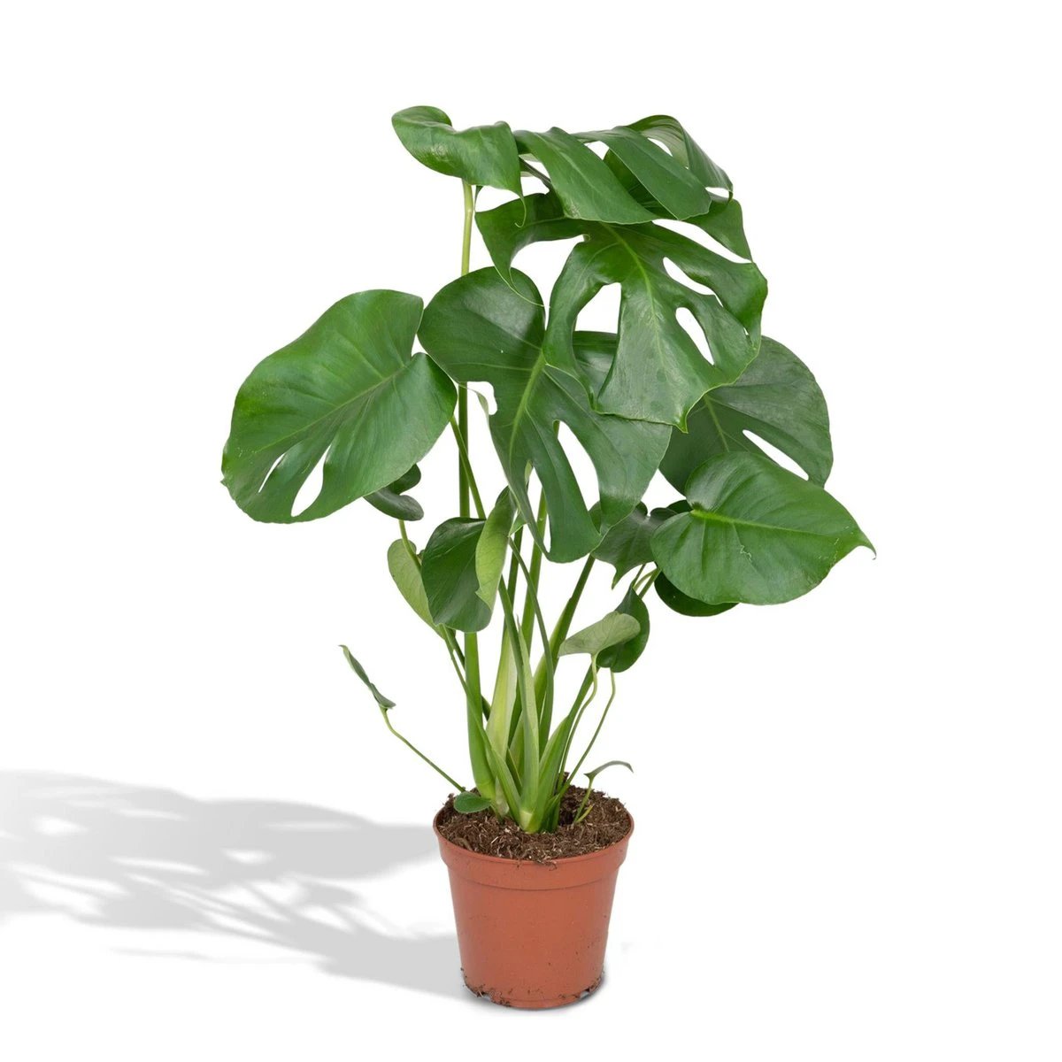 Monstera Deliciosa - Hole plant - Ø17cm - ↕55cm by MEERgroothandel Planten