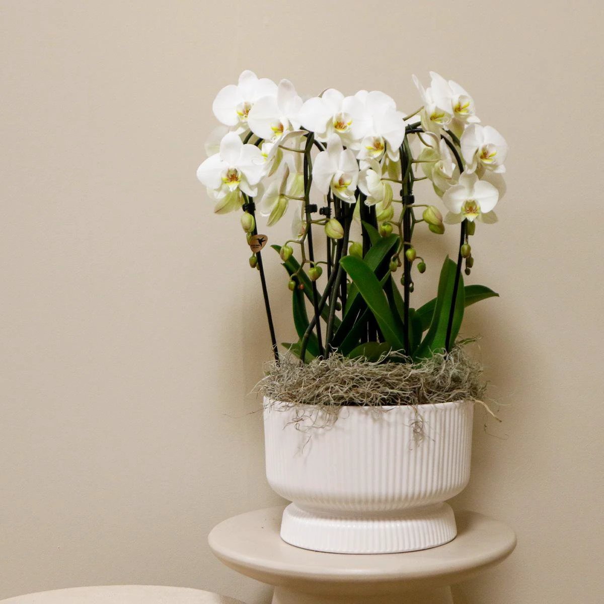 Colibr Orchids | white orchids set in Diablo white dish inclined. water reservoir | three-bowed white orchids Nigigara Fall 12cm | Mono Buquet white with self-supporting water reservoir by Kolibri Company