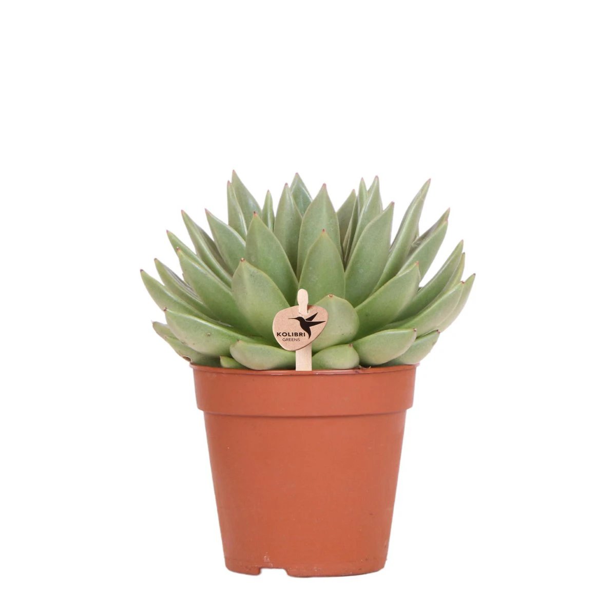 Kolibri Greens | Green Plant - Succulent Echeveria Miranda | green houseplant - Fresh from the grower - Ø12cm by Kolibri Company
