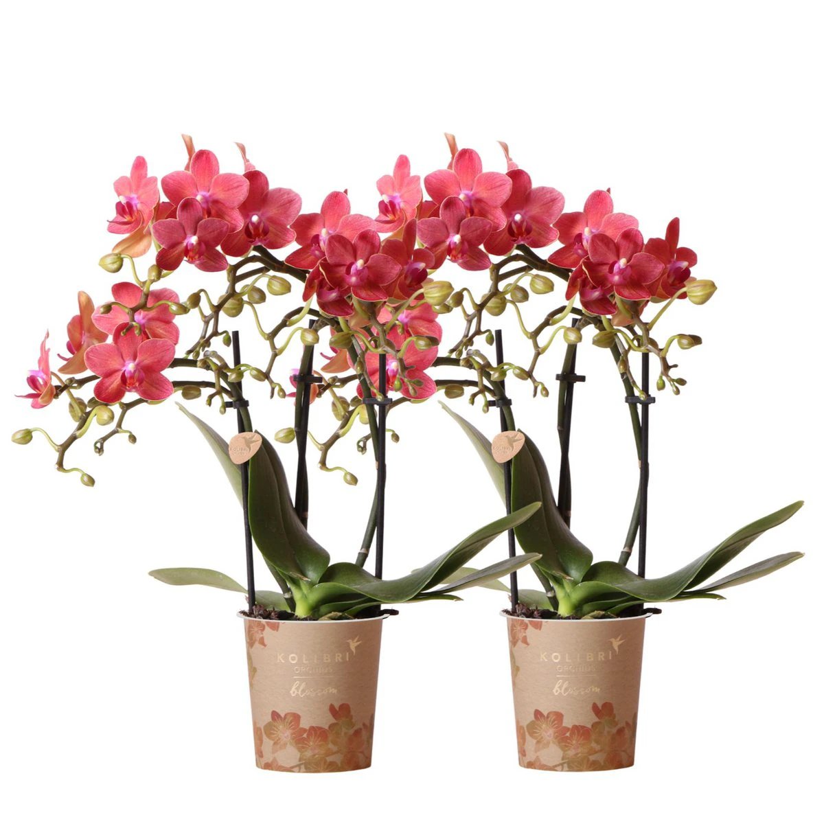 Colibr Orchids | COMBI DEAL from 2 red Phalaenopsis orchids - Congo - potmate Ø9cm-firming room plant – fresh of the grower by Kolibri Company
