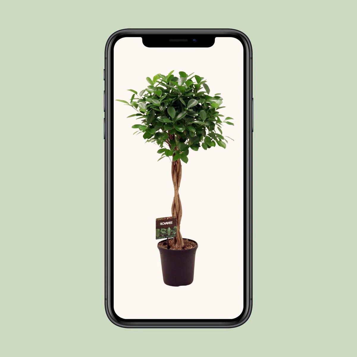 Ficus Micr. Moclame - Ø23cm - ↕110cm by MEERgroothandel Planten