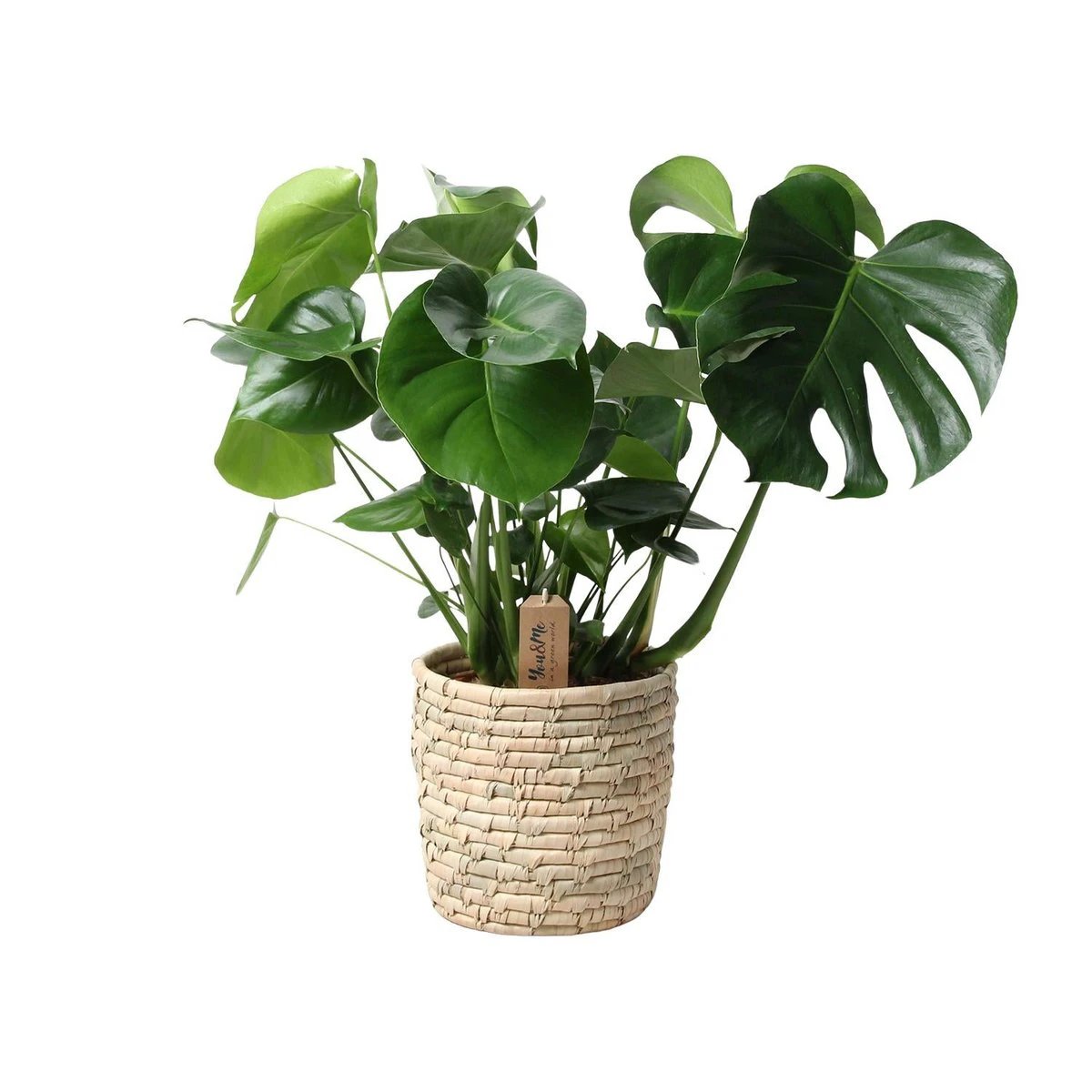 Monstera In Basket Palmleaf - Ø21cm - ↕60cm by MEERgroothandel Planten