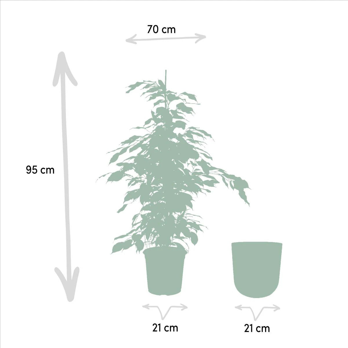 Ficus benjamina Danielle - ↨95cm - Ø21cm + Topf Mayk Blei von MEERgroothandel Planten