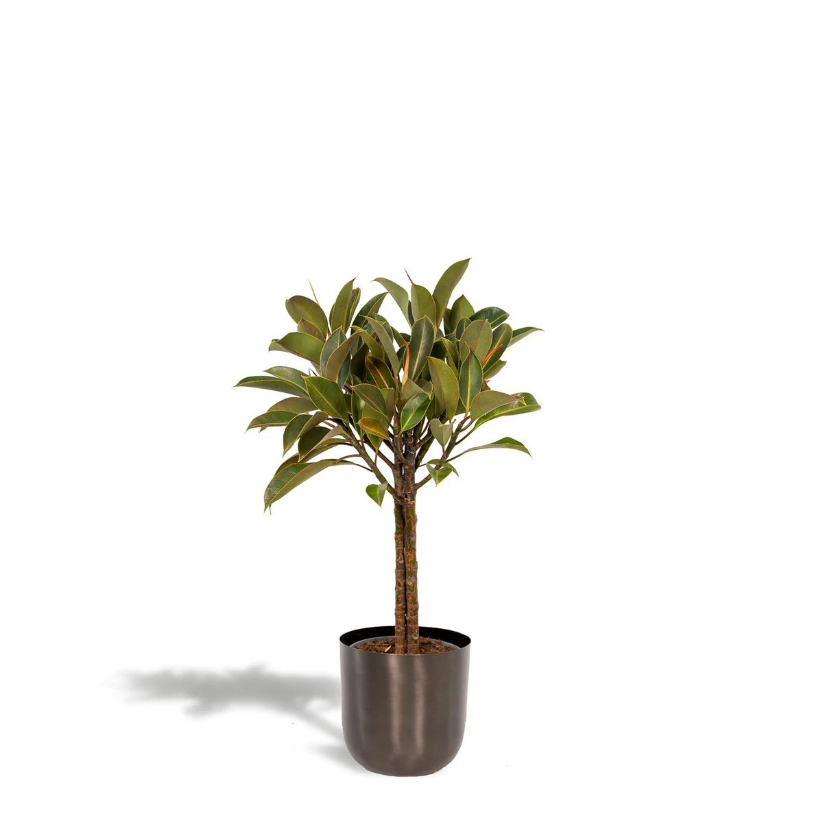 Ficus elastica Melany Stamm - ↨90cm - Ø21cm + Topf Mayk Lead von MEERgroothandel Planten