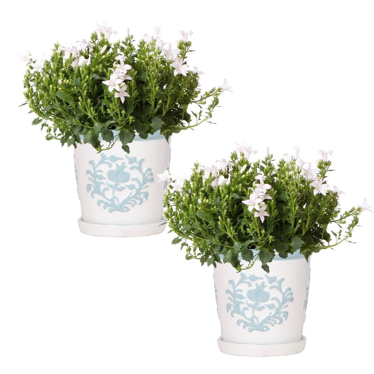 2x Campanula Addenda Ambella Weiß in dekorativen Malaga-Töpfen – Topfgröße 12 cm – mehrjährig – winterhart von Kolibri Company