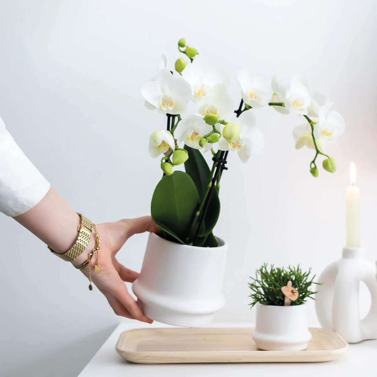 Colibr Orchids | COMBI DEAL from 2 white Phalaenopsis orchids - Amabilis - pot measure Ø9cm | -driving room plant - freshly from the grower by Kolibri Company