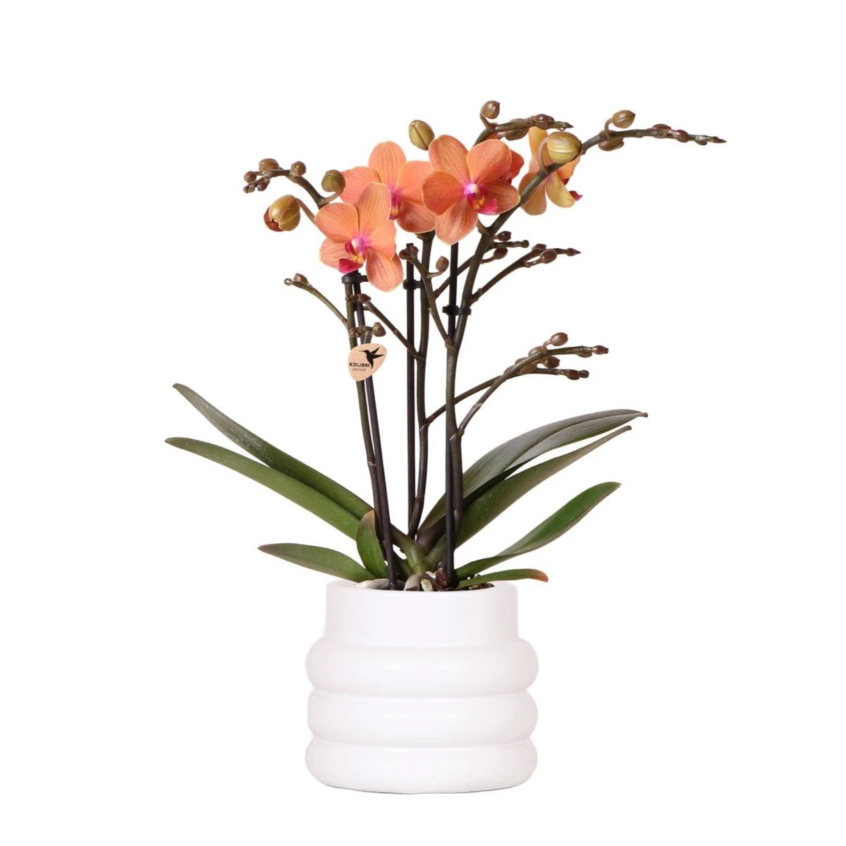 Hummingbird Orchids | Orange Phalaenopsis orchid - Mineral Bolzano + Bubble pot white - pot size Ø9cm | flowering houseplant - fresh from the grower by Kolibri Company