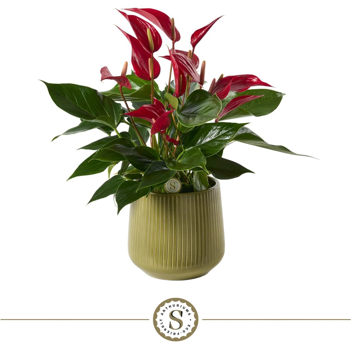 Green Roja by Blooming Luxury