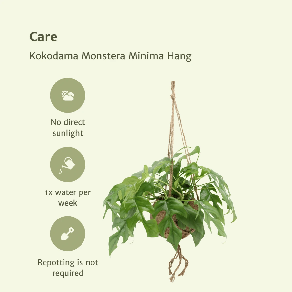 Kokodama Monstera Minima Hang (hole plant) - 2 pieces - Ø15cm - ↕25cm by MEERgroothandel Planten