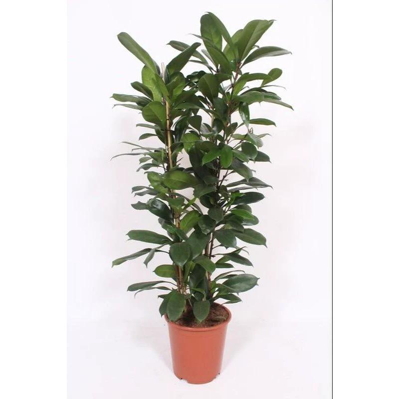 Ficus Cyathistipula - ø27 ↕120 by MEERgroothandel Planten