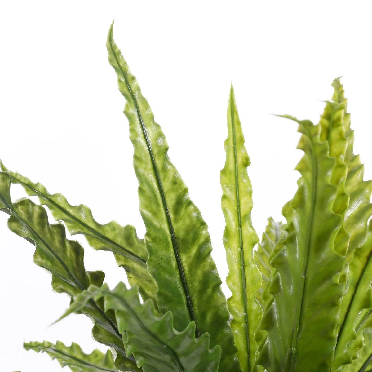Artificial plant Asplenium Green by Mica Decorations