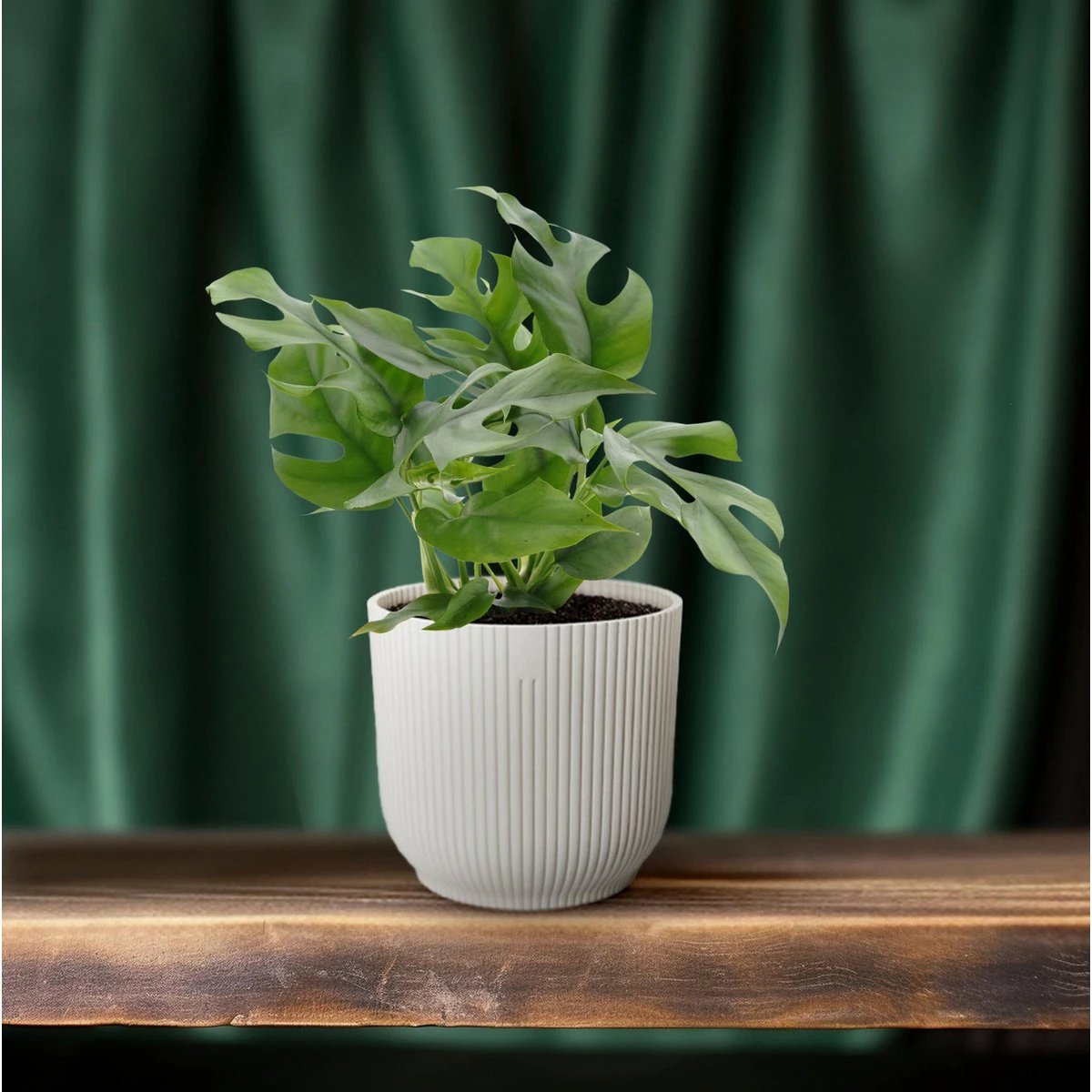 Monstera Minima - Ø12cm - ↕25cm by MEERgroothandel Planten
