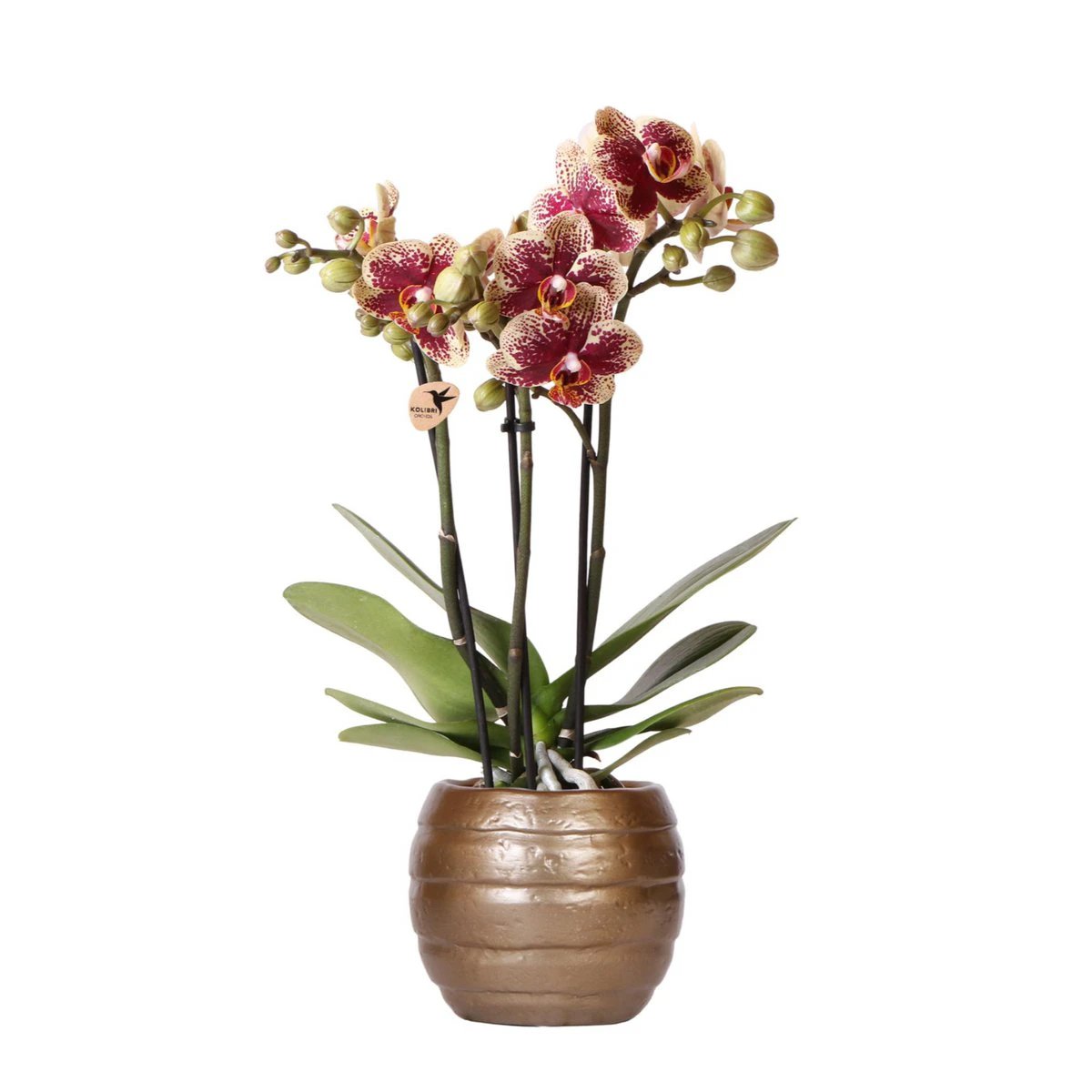 Kolibri-Orchideen | Gelb-rote Phalaenopsis-Orchidee – Spanien + Bienen-Topf – Topfgröße Ø9 cm | blühende Zimmerpflanze – frisch vom Züchter von Kolibri Company