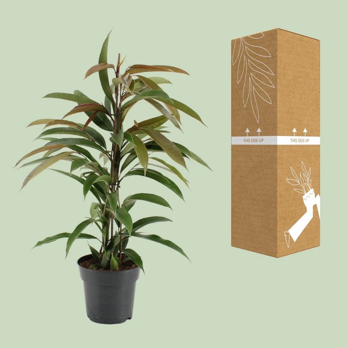 Ficus Binnendijkii Amstel King - Ø17cm - ↕70cm by MEERgroothandel Planten