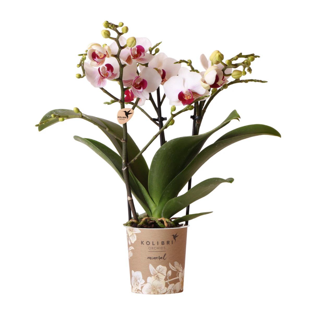 Colibr Orchids | white Phalaenopis orchid pot measure Ø9cm | Gibraltar | -driving room plant - freshly from the grower by Kolibri Company