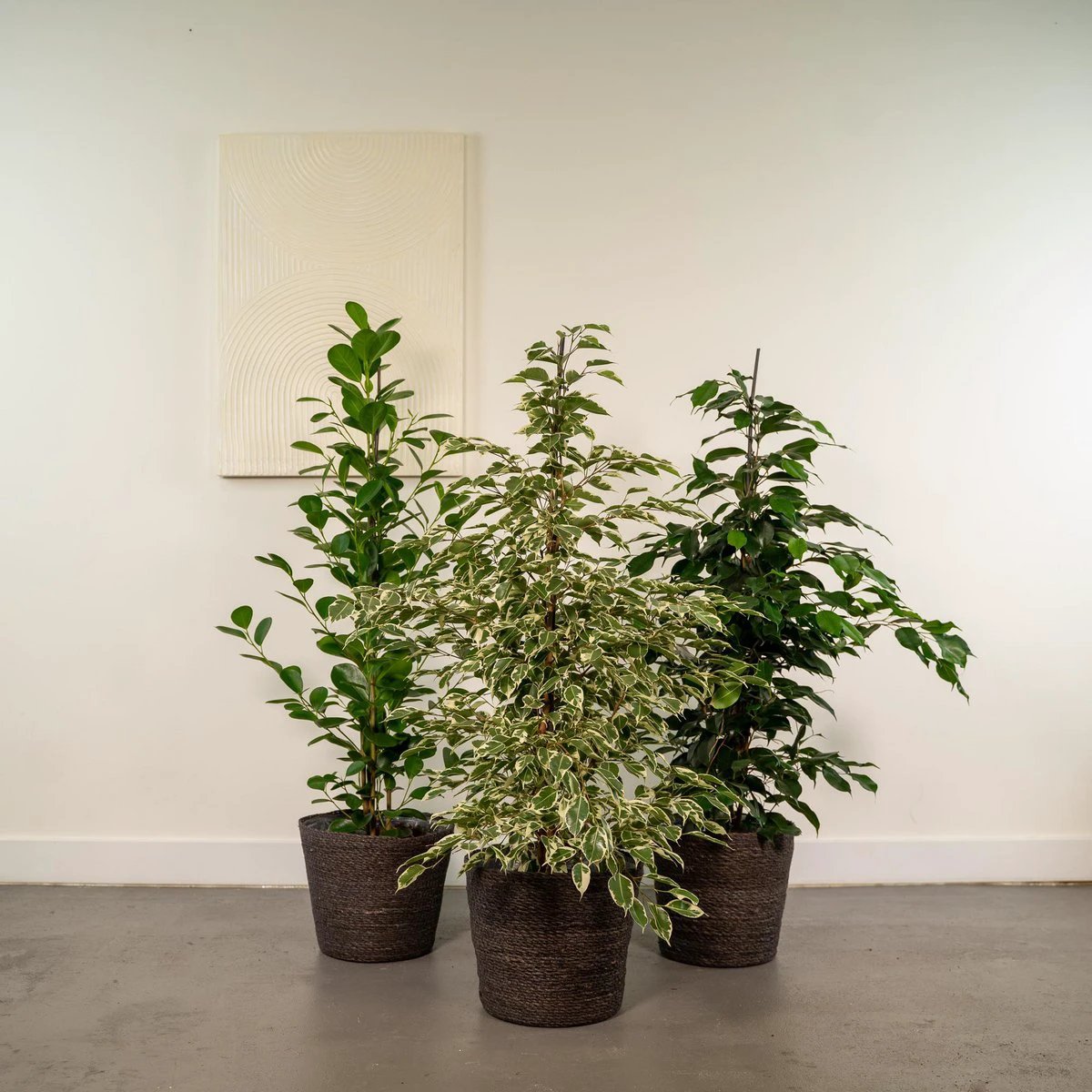 Ficus Benjamina Danielle - Ø21cm - ↕95cm + Ficus Benjamina Twilight - Ø21cm - ↕95cm + Ficus Microcarpa Moclame - Ø21cm - ↕95cm by MEERgroothandel Planten