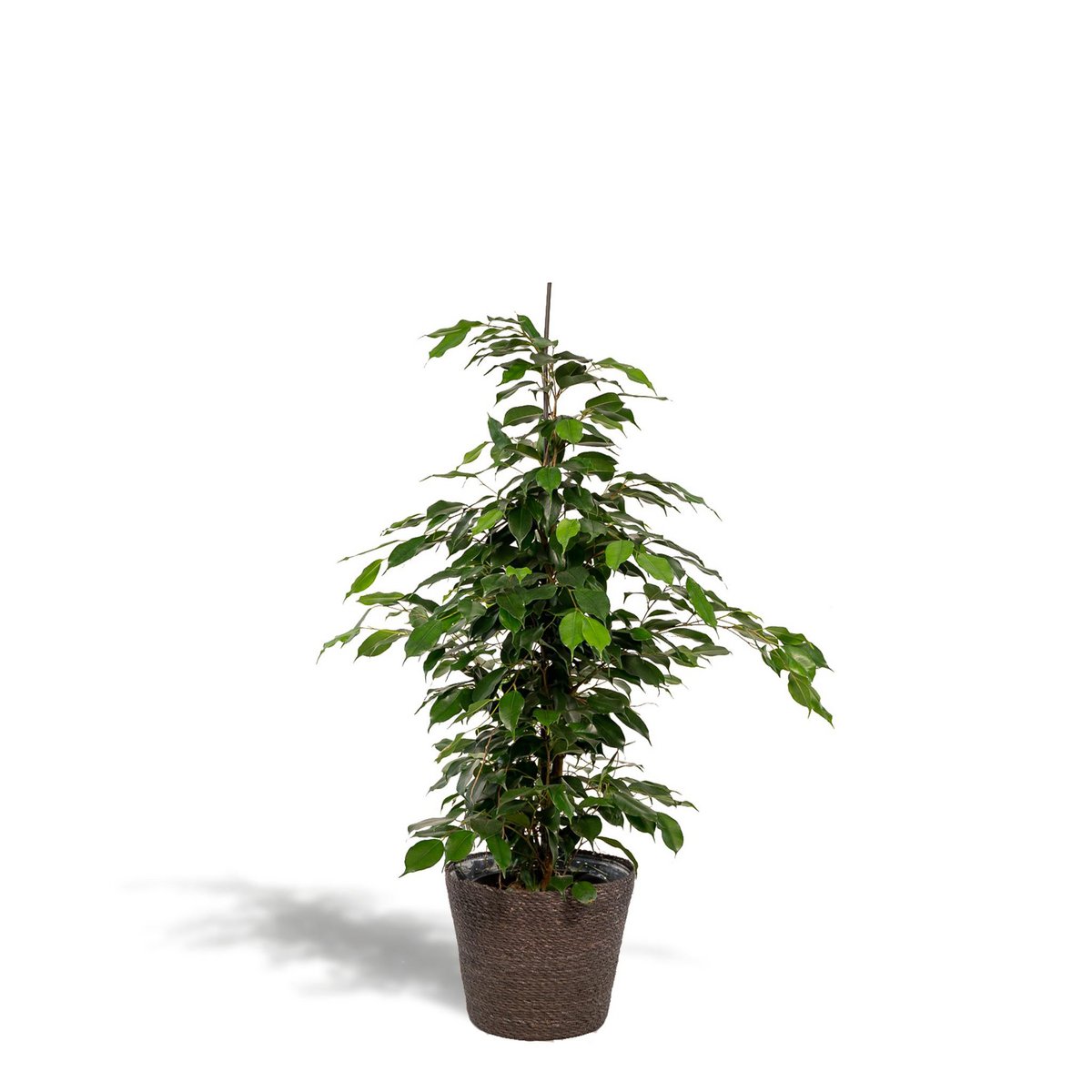 Ficus benjamina Danielle - ↨95cm - Ø21cm + Korb Igmar von MEERgroothandel Planten