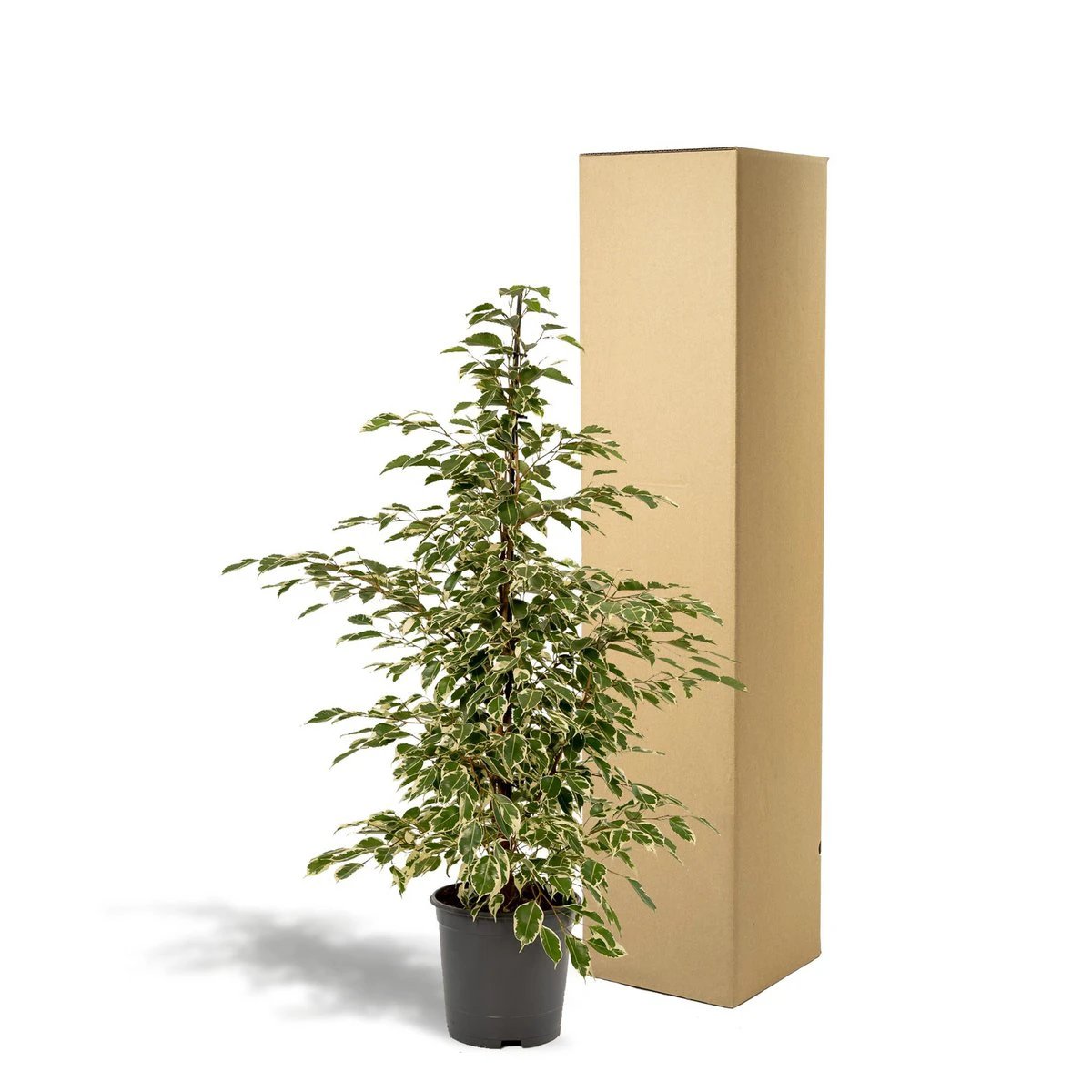 Ficus benjamina Twilight - Ø21cm - ↕95cm by MEERgroothandel Planten