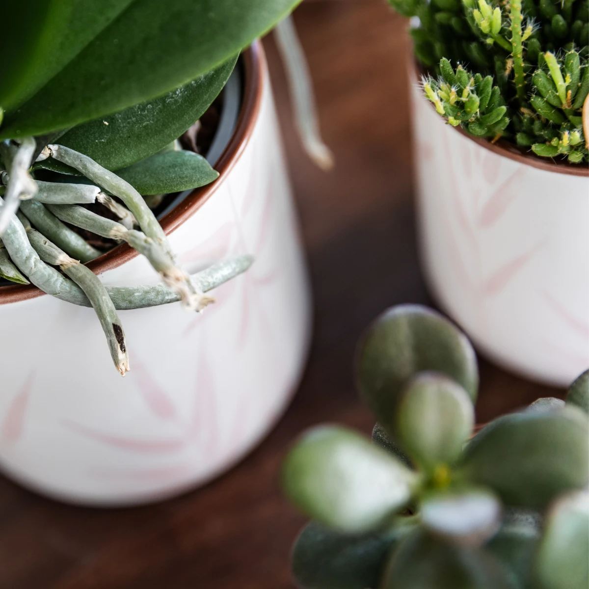 Kolibri Company | Pflanzenset Valentine „Pastellrosa“ | Rosa Phalaenopsis-Orchidee aus Portugal und Sukkulente inkl. Keramik-Dekotöpfen von Kolibri Company