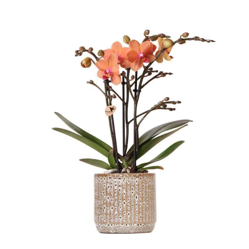Hummingbird Orchids | Orange Phalaenopsis orchid - Mineral Bolzano + Jaguar pot - pot size Ø9cm | flowering houseplant - fresh from the grower by Kolibri Company