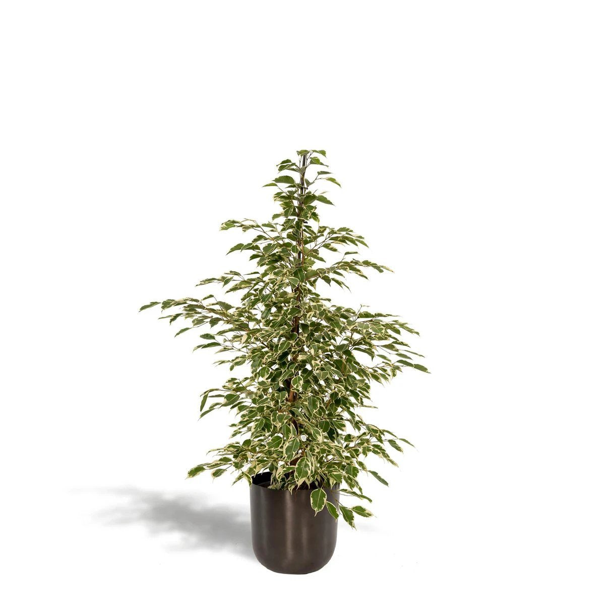 Ficus benjamina Twilight - ↨95cm - Ø21cm + Topf Mayk Blei von MEERgroothandel Planten