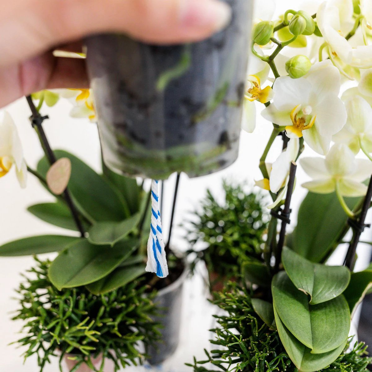 Kolibri Home - Inlay with water reservoir with watering wicks for orchid bowl - watering system for orchids Ø25cm - Inlay 1x12 + 2x9 - Field Bouquet + 3x watering wicks by Kolibri Company