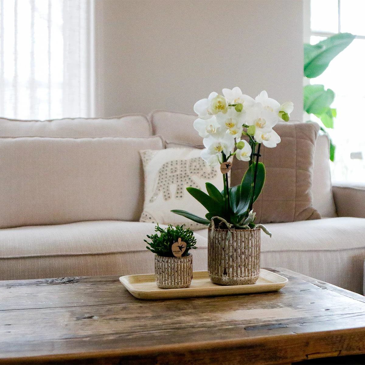 Hummingbird Orchids | Plant set Untamed Nature small | Green plants with Phalaenopsis orchid in Jaguar decorative pots and bamboo tray by Kolibri Company