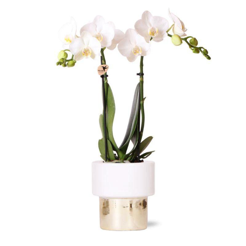 Hummingbird Orchids | white Phalaenopsis orchid - Amabilis + Lush pot - pot size Ø9cm - 35cm high | blooming houseplant - fresh from the grower by Kolibri Company