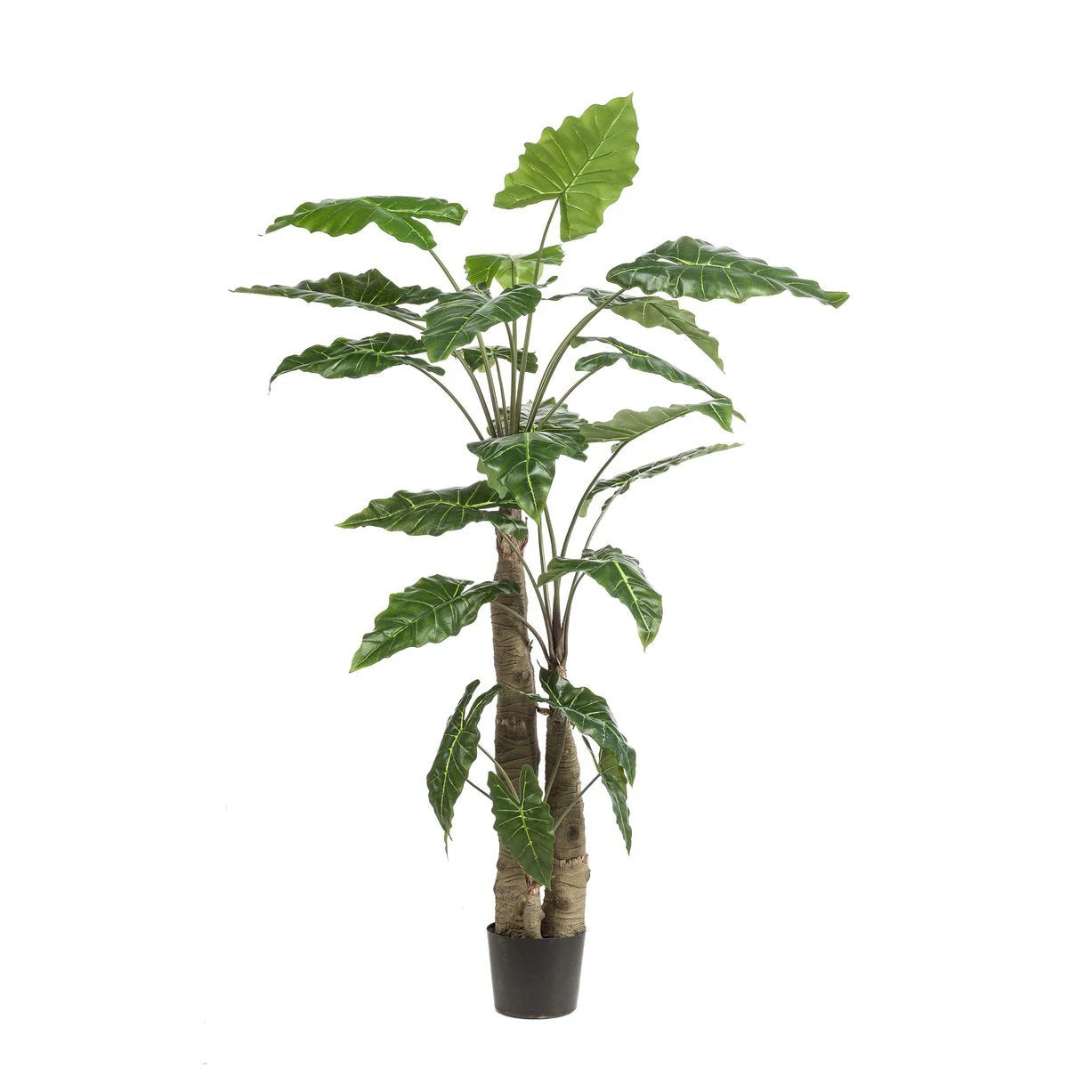 Art plant - Alocasia - Elephants ear - 180 cm by Green boutiQ