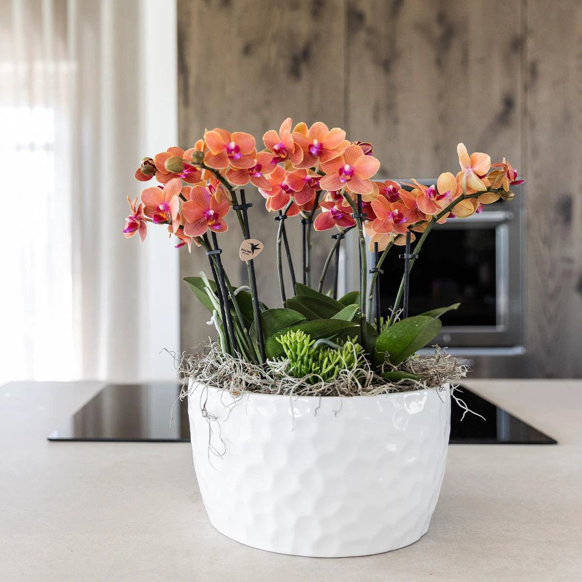 Hummingbird Orchids | orange plant set in Honey dish incl. water reservoir | three orange orchids Bolzano 9cm and three green plants | Jungle Bouquet orange with self-sufficient water reservoir by Kolibri Company