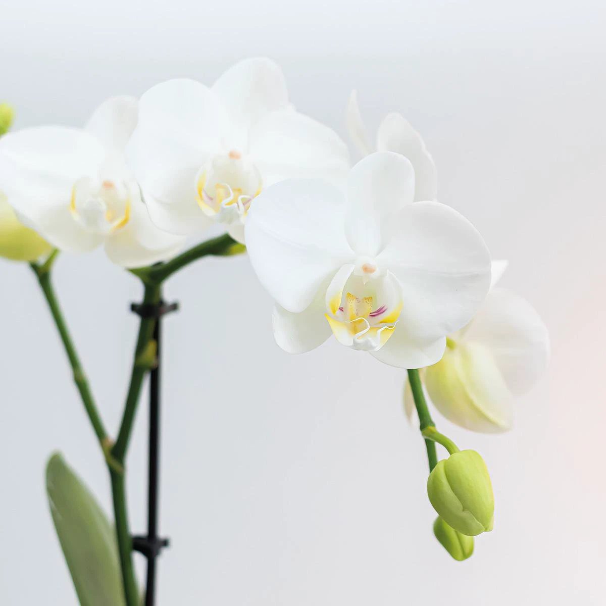 Kolibri Company – Pflanzenset Inner Retreat | Set mit weißer Phalaenopsis-Orchidee Amabilis Ø9 cm und grüner Pflanze Rhipsalis Ø6 cm und ovalem Bambusteller | inkl. weißer keramischer Dekotöpfe von Kolibri Company