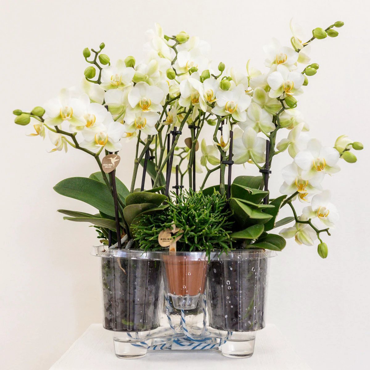 Kolibri Orchids | white plant set in Cotton basket incl. Water reservoir | Three white orchids Lausanne 9cm and three green plants | Jungle Bouquet White with self -sufficient water reservoir by Kolibri Company