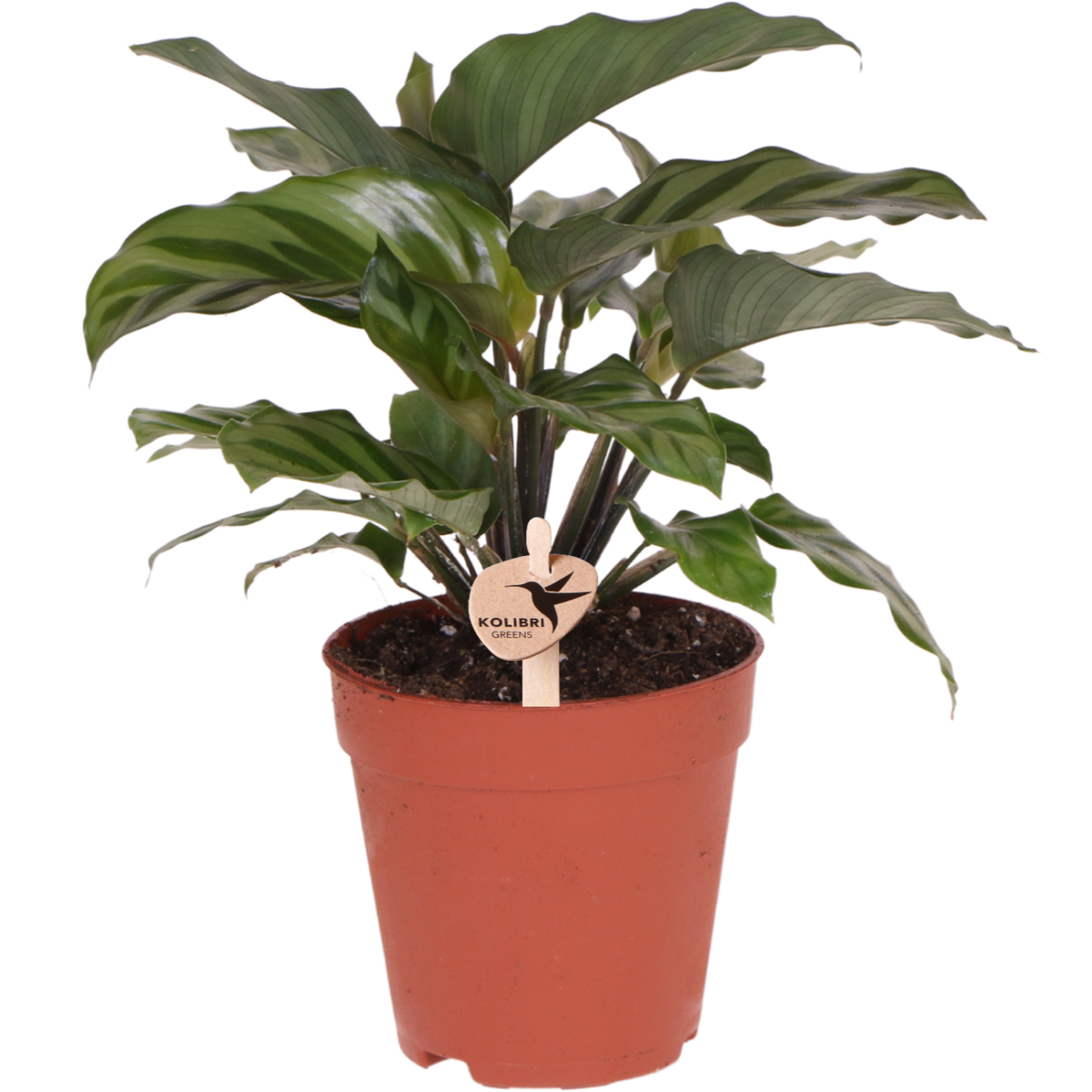 Kolibri Greens | Green Plant - Calathea - Green houseplant - Fresh from the grower - Ø9cm by Kolibri Company