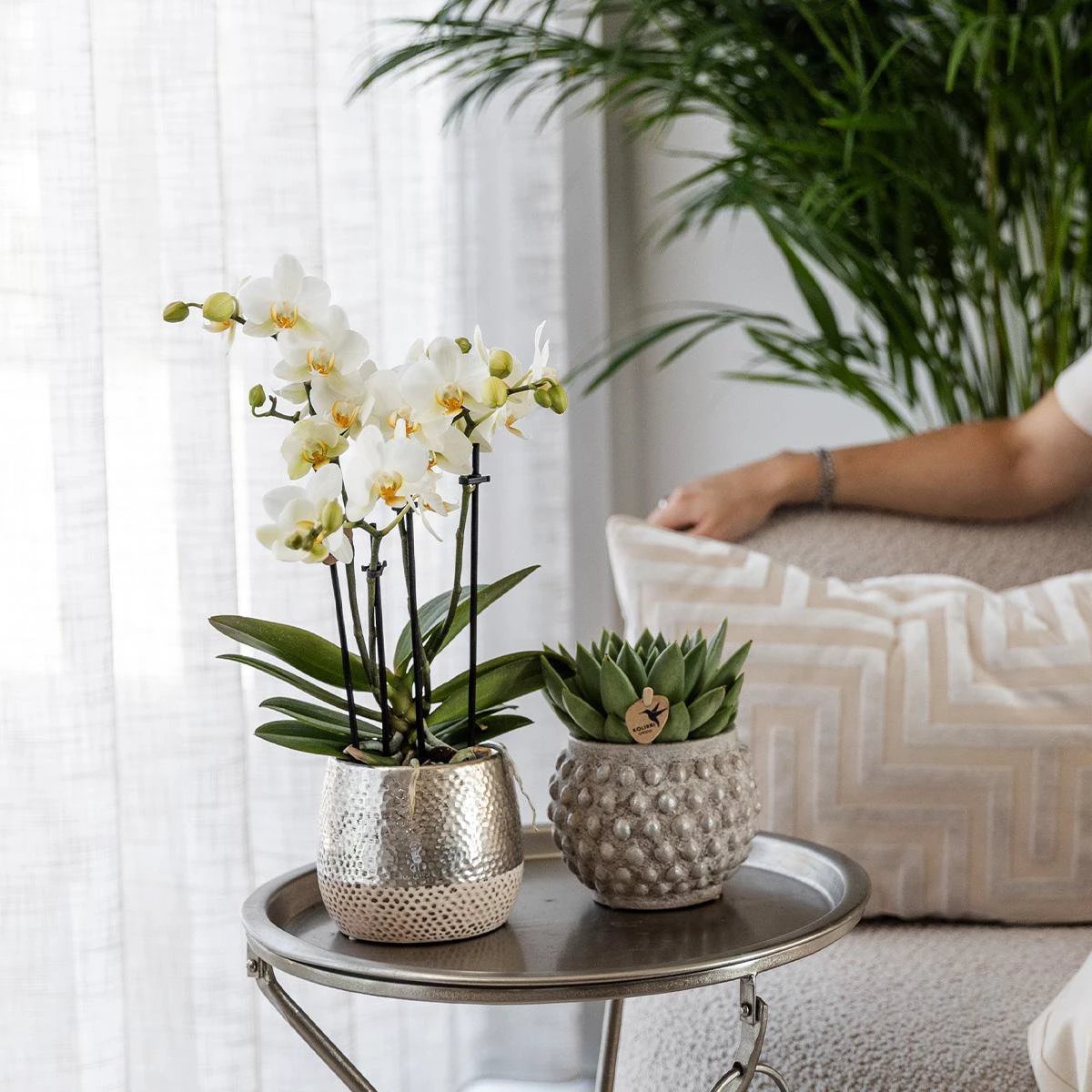 Hummingbird Orchids | white Phalaenopsis orchid - Amabilis + Elite pot silver- pot size Ø9cm - 35cm high | blooming houseplant - fresh from the grower by Kolibri Company