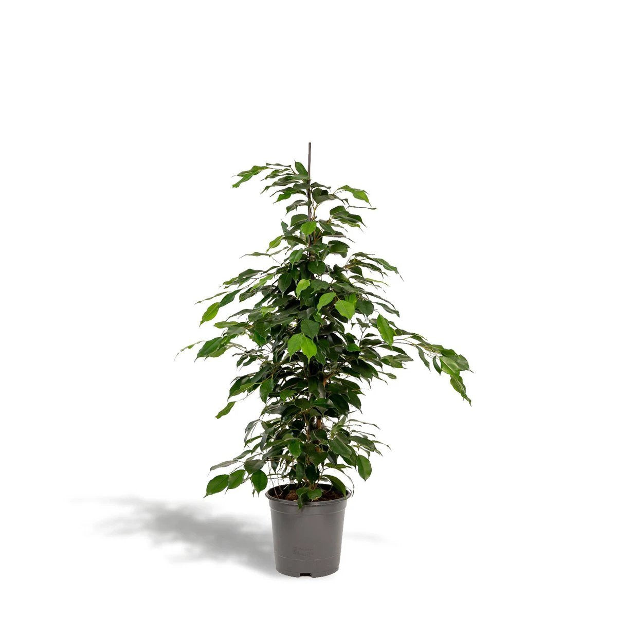 Ficus benjamina Danielle - Ø21cm - ↕95cm by MEERgroothandel Planten
