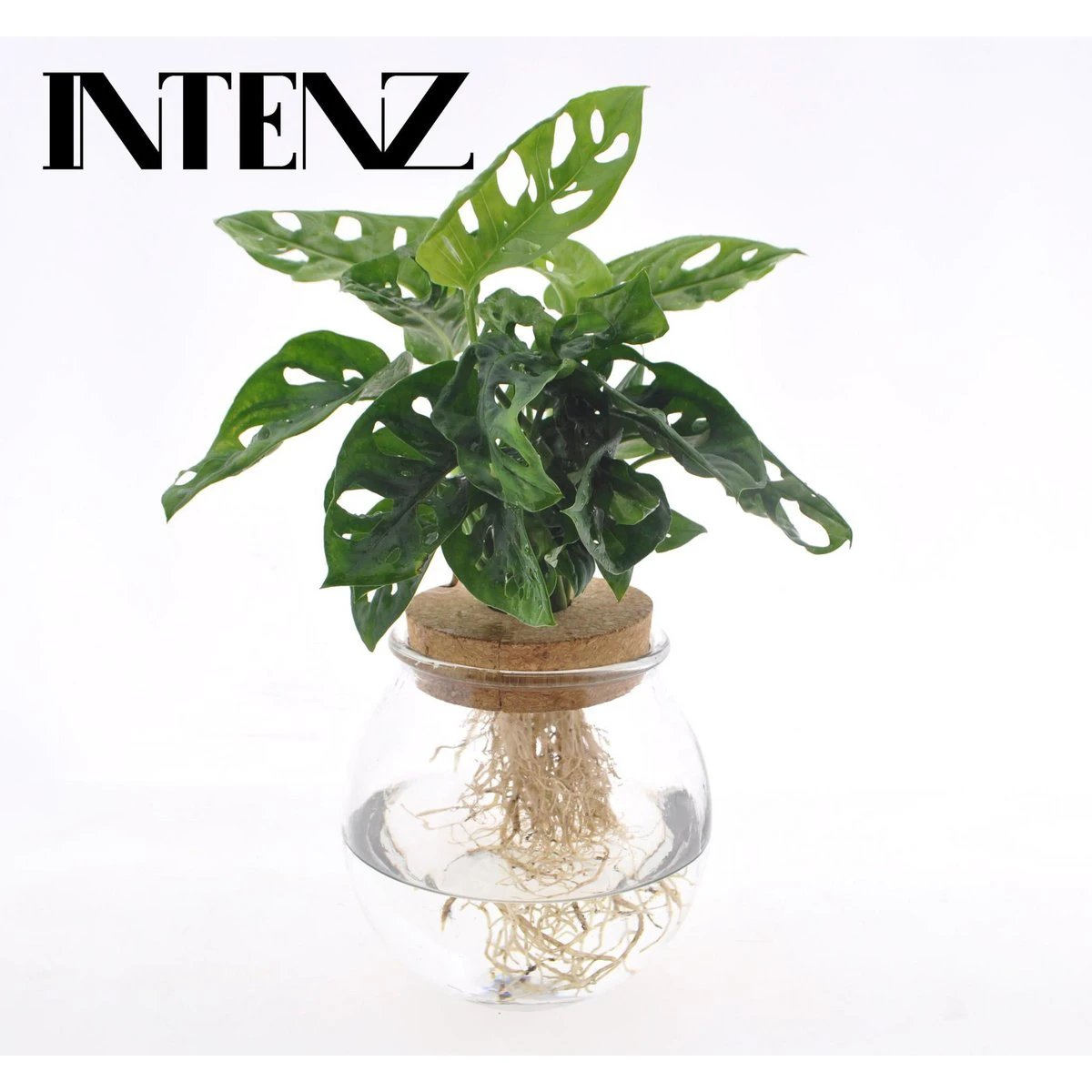 Monstera Adansonii - Ø12 ↕25 by MEERgroothandel Planten