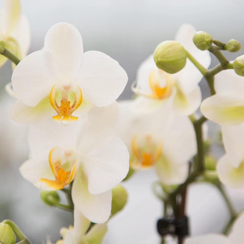 Kolibri Company | Geschenkset Inner Retreat | Pflanzenset mit weißer Phalaenopsis-Orchidee und Sukkulenten inkl. keramischer Dekotöpfe von Kolibri Company