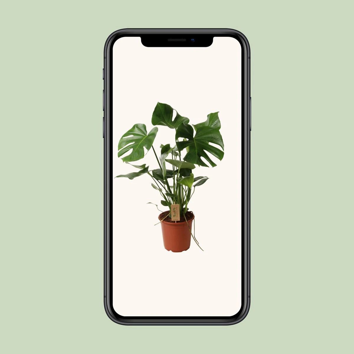Monstera Deliciosa P21 - Ø21cm - ↕60cm by MEERgroothandel Planten