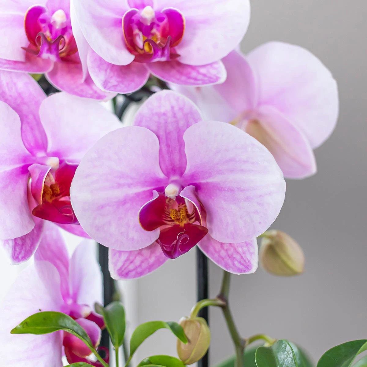 Colibr Orchids | rosafarbene Phalaenopsis-Orchidee - Nagara Fall - Potmate Ø9cm | -Pflanze fürs Wohnzimmer - frisch vom Züchter von Kolibri Company