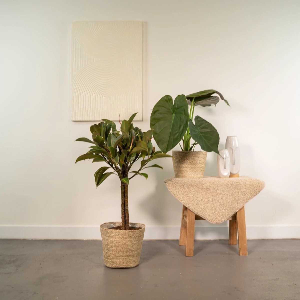 Ficus elastica „Melany“ - Ø21 cm - ↕85 cm + Alocasia wentii - Ø19 cm - ↕60 cm + Korb Selin von MEERgroothandel Planten
