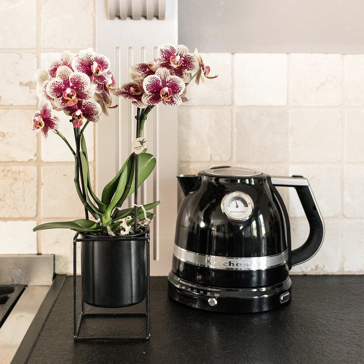 Colibr Orchids | KOMBI-ANGEBOT aus 2 gelb-roten Phalaenopsis-Orchideen – Spanien – Topfmaß Ø9 cm | Wohnzimmerpflanze | frisch vom Züchter von Kolibri Company