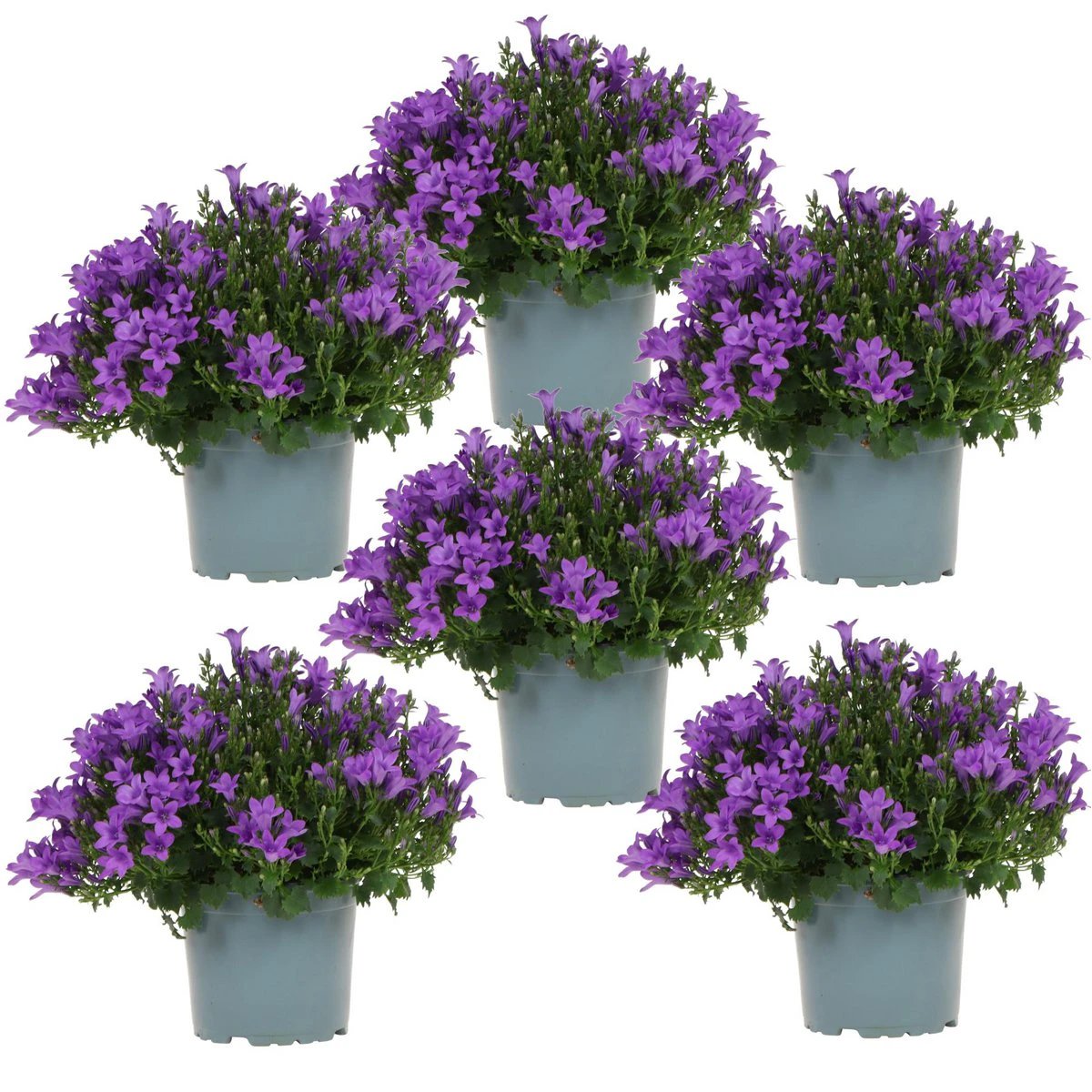 Campanula Addenda - Klokjesbloem Purple Pot size 12cm - 1m2 ground cover - 6 pieces - Ambrella Purple - Garden plants - hardy by Kolibri Company