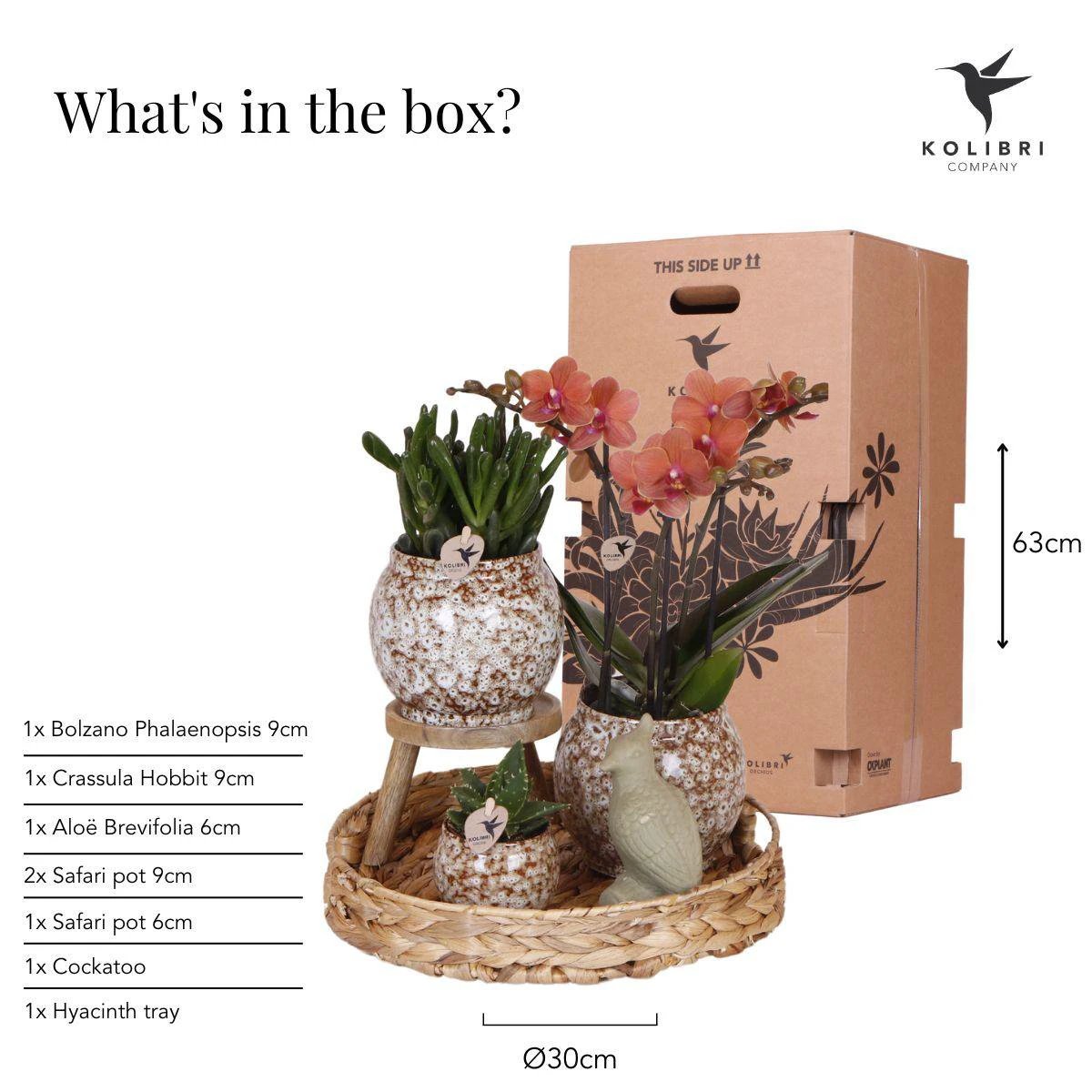 Kolibri Company | Geschenkset Ungezähmte Natur | Pflanzenset mit roter Phalaenopsis-Orchidee und Sukkulenten inkl. dekorativen Keramiktöpfen von Kolibri Company