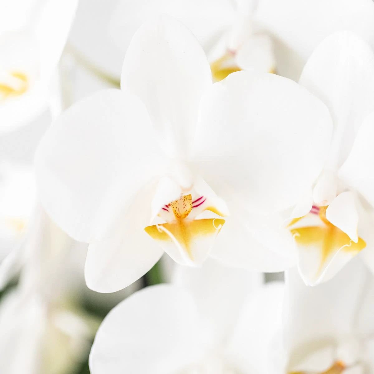 Colibr Orchids | White orchids set in Como dish incl. water reservoir | three white Nigagara Falls orchids 12cm | Mono Buquet white with self-supporting water reservoir by Kolibri Company