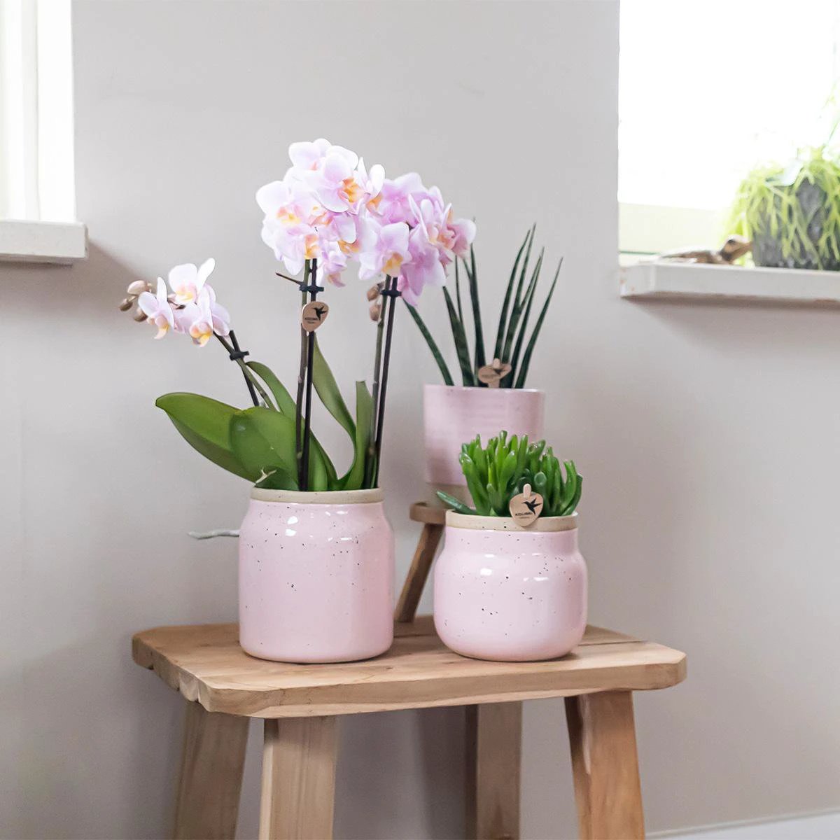 Kolibri Orchids - Surprise box mix - plant discount box - surprise box with 4 different orchids - fresh from the grower by Kolibri Company